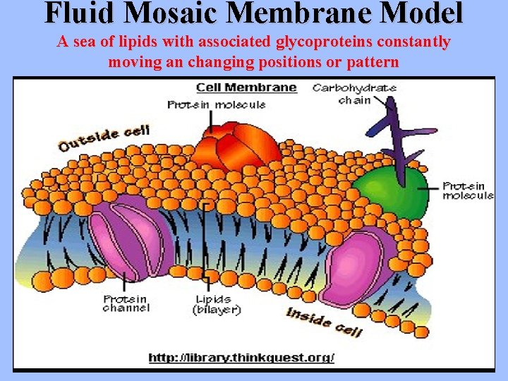 Fluid Mosaic Membrane Model A sea of lipids with associated glycoproteins constantly moving an