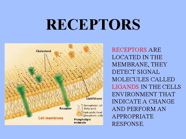 RECEPTORS ARE LOCATED IN THE MEMBRANE, THEY DETECT SIGNAL MOLECULES CALLED LIGANDS IN THE