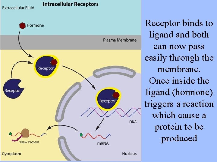 Receptor binds to ligand both can now pass easily through the membrane. Once inside