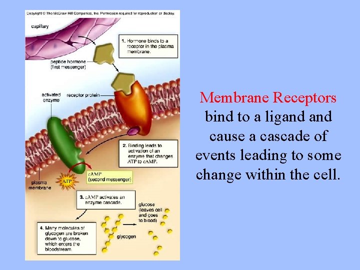Membrane Receptors bind to a ligand cause a cascade of events leading to some