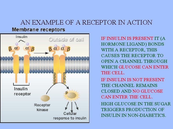 AN EXAMPLE OF A RECEPTOR IN ACTION IF INSULIN IS PRESENT IT (A HORMONE