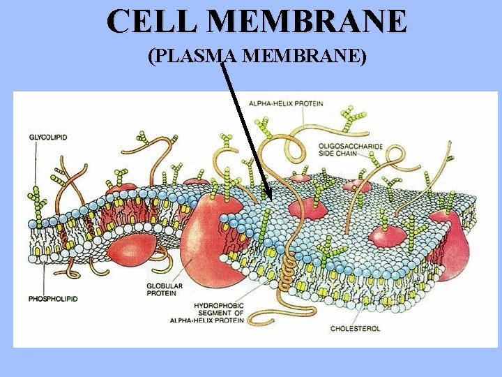 CELL MEMBRANE (PLASMA MEMBRANE) 