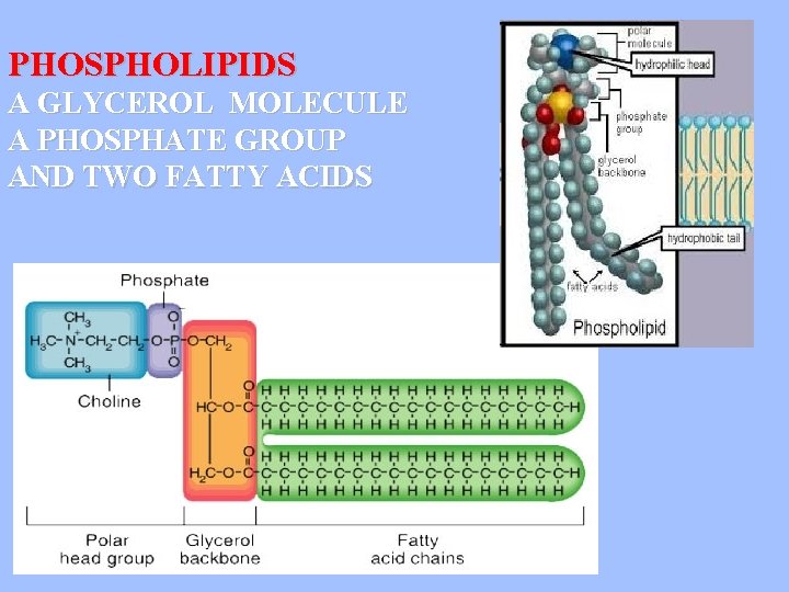 PHOSPHOLIPIDS A GLYCEROL MOLECULE A PHOSPHATE GROUP AND TWO FATTY ACIDS 
