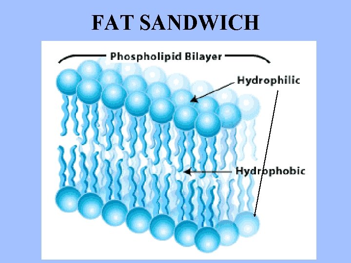 FAT SANDWICH 