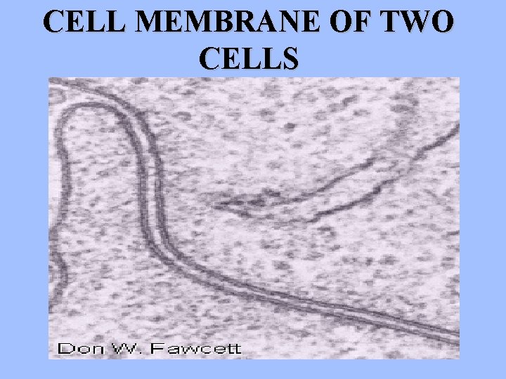 CELL MEMBRANE OF TWO CELLS 