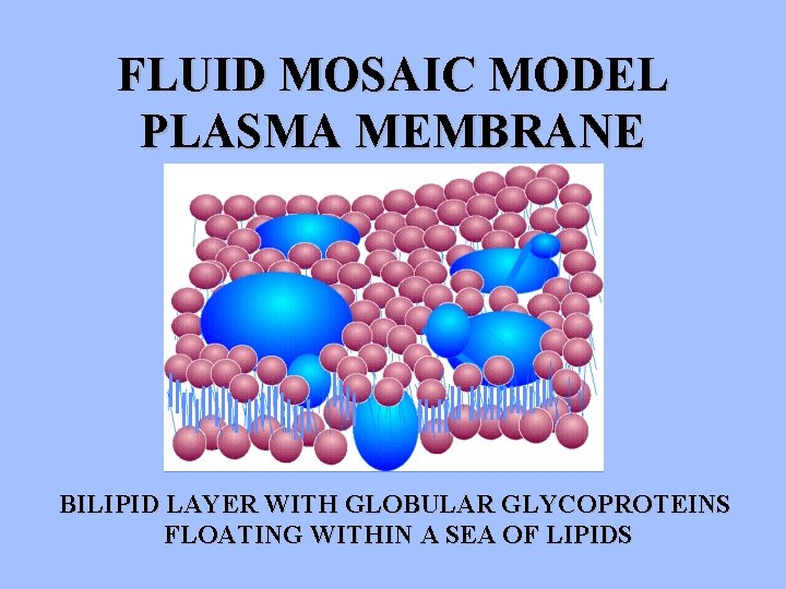 FLUID MOSAIC MODEL PLASMA MEMBRANE BILIPID LAYER WITH GLOBULAR GLYCOPROTEINS FLOATING WITHIN A SEA