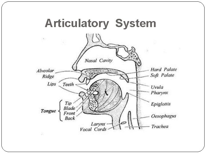 Articulatory System 