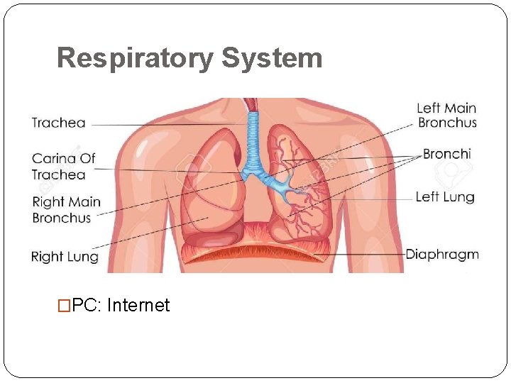 Respiratory System �PC: Internet 