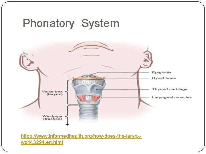 Phonatory System https: //www. informedhealth. org/how-does-the-larynxwork. 3294. en. html 