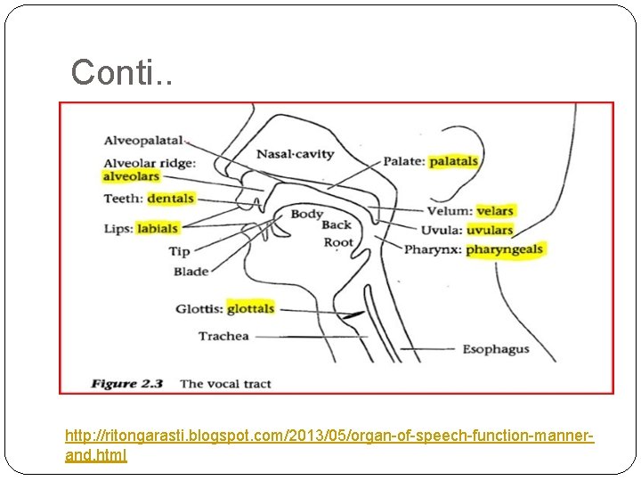 Conti. . http: //ritongarasti. blogspot. com/2013/05/organ-of-speech-function-mannerand. html 