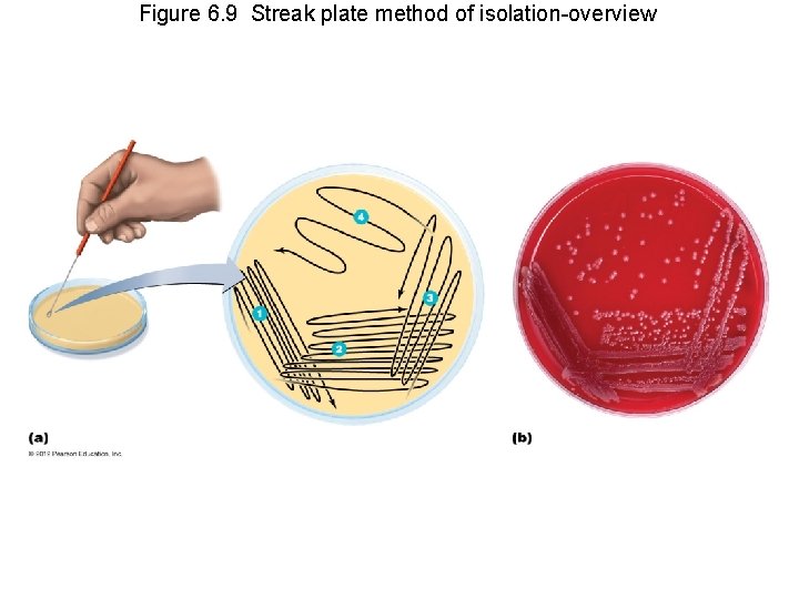Figure 6. 9 Streak plate method of isolation-overview 