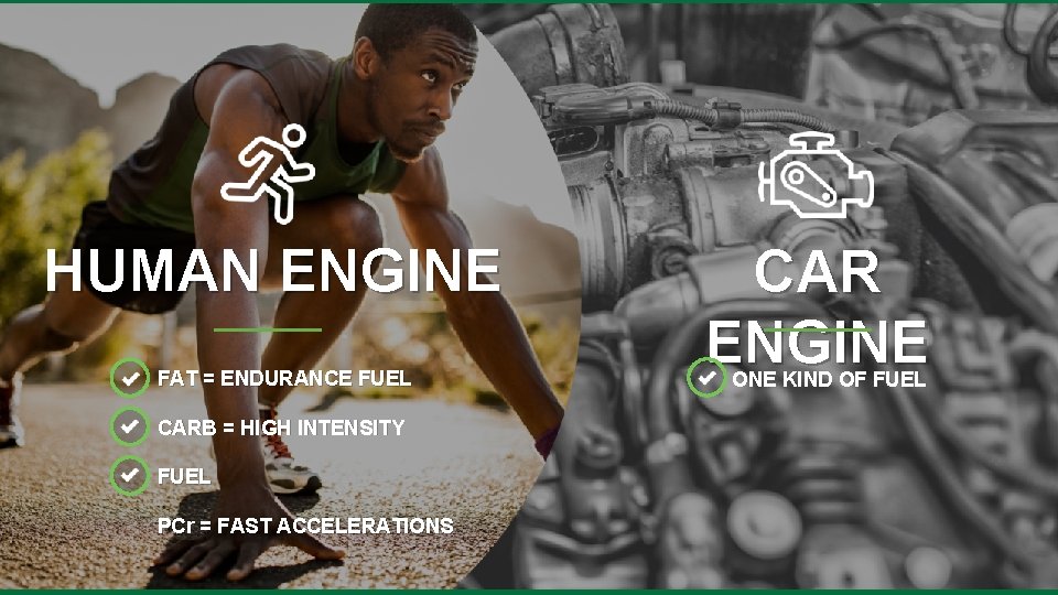 HUMAN ENGINE FAT = ENDURANCE FUEL CARB = HIGH INTENSITY FUEL PCr = FAST