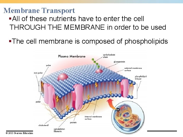 Membrane Transport §All of these nutrients have to enter the cell THROUGH THE MEMBRANE