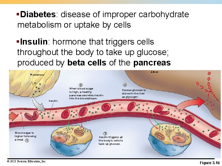 §Diabetes: disease of improper carbohydrate metabolism or uptake by cells §Insulin: hormone that triggers
