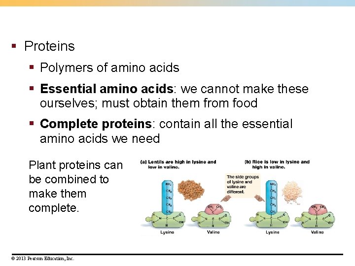 § Proteins § Polymers of amino acids § Essential amino acids: we cannot make