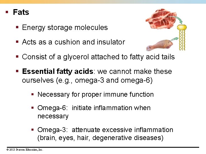 § Fats § Energy storage molecules § Acts as a cushion and insulator §