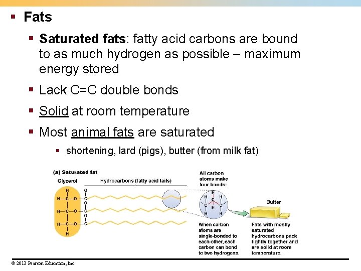 § Fats § Saturated fats: fatty acid carbons are bound to as much hydrogen