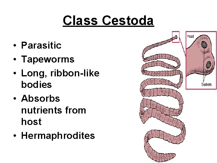 Class Cestoda • Parasitic • Tapeworms • Long, ribbon-like bodies • Absorbs nutrients from