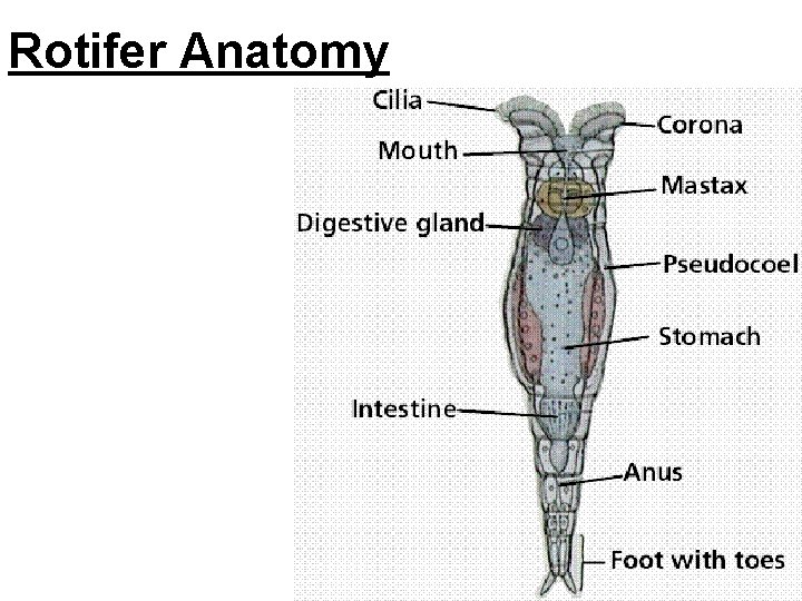 Rotifer Anatomy 