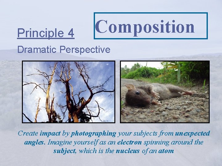 Principle 4 Composition Dramatic Perspective Create impact by photographing your subjects from unexpected angles.