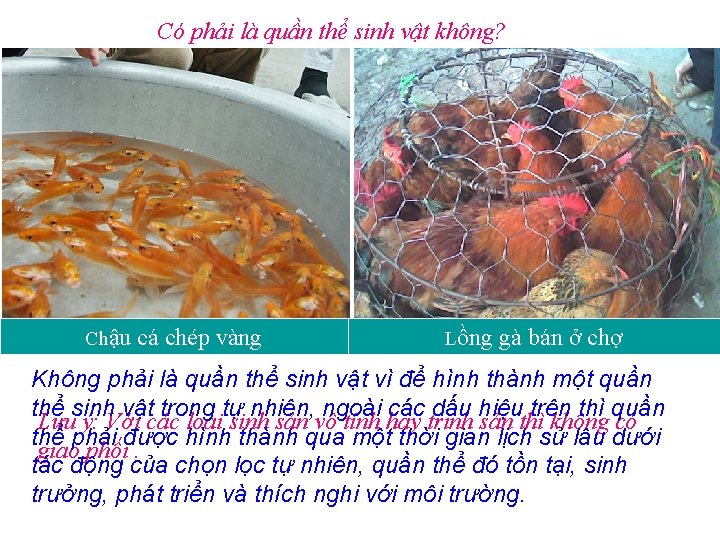 Có phải là quần thể sinh vật không? Chậu cá chép vàng Lồng gà