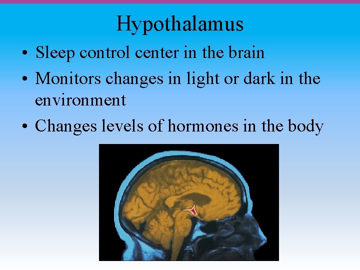 Hypothalamus • Sleep control center in the brain • Monitors changes in light or