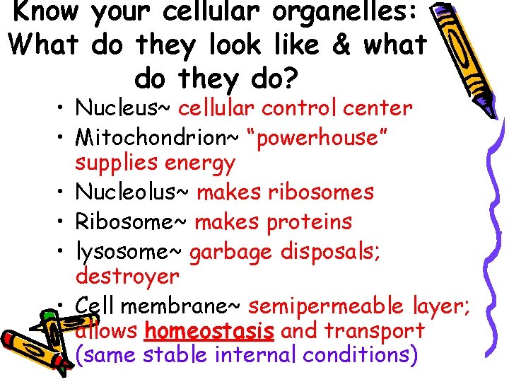 Know your cellular organelles: What do they look like & what do they do?