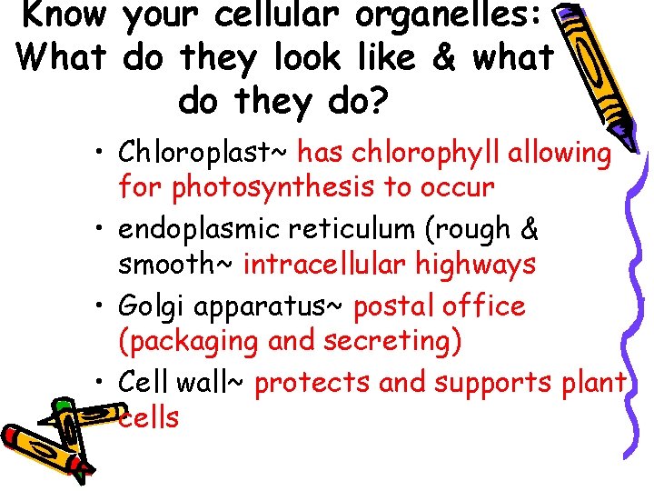 Know your cellular organelles: What do they look like & what do they do?