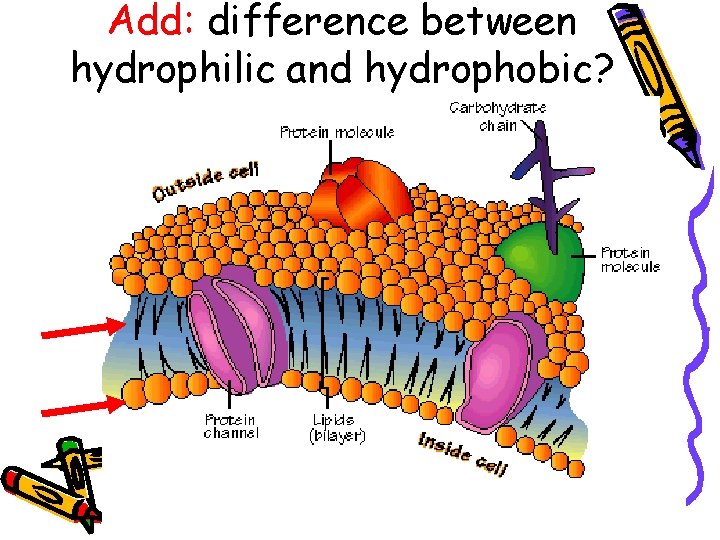 Add: difference between hydrophilic and hydrophobic? 