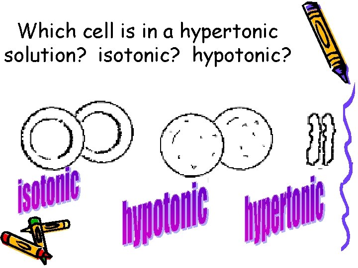 Which cell is in a hypertonic solution? isotonic? hypotonic? 