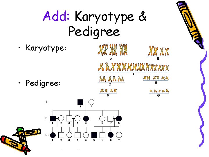 Add: Karyotype & Pedigree • Karyotype: • Pedigree: 