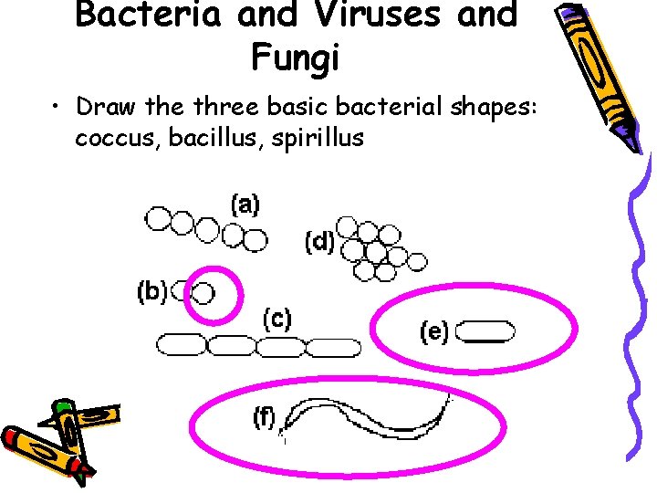Bacteria and Viruses and Fungi • Draw the three basic bacterial shapes: coccus, bacillus,