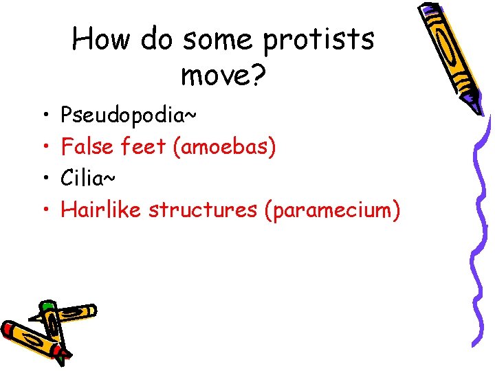 How do some protists move? • • Pseudopodia~ False feet (amoebas) Cilia~ Hairlike structures