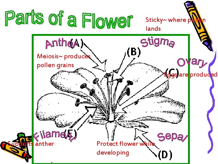 Sticky~ where pollen lands Meiosis~ produces pollen grains Eggs are produced Supports anther Protect