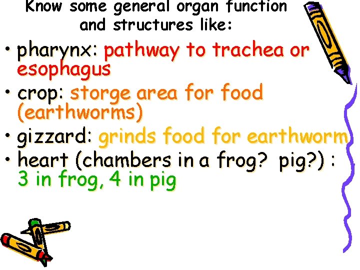Know some general organ function and structures like: • pharynx: pathway to trachea or