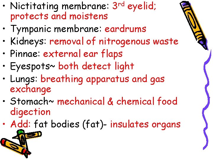  • Nictitating membrane: 3 rd eyelid; protects and moistens • Tympanic membrane: eardrums