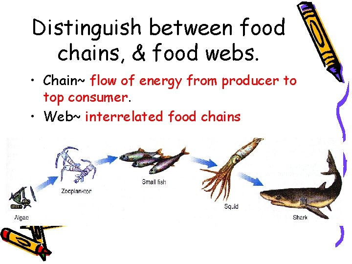 Distinguish between food chains, & food webs. • Chain~ flow of energy from producer