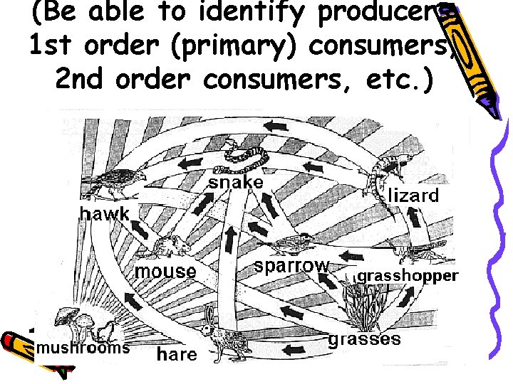 (Be able to identify producers, 1 st order (primary) consumers, 2 nd order consumers,