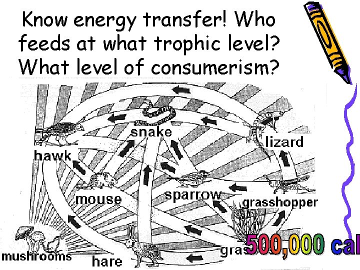 Know energy transfer! Who feeds at what trophic level? What level of consumerism? 