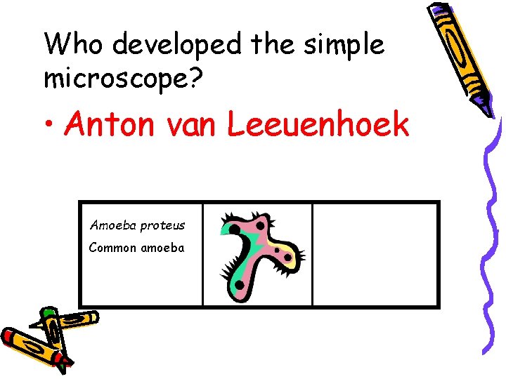 Who developed the simple microscope? • Anton van Leeuenhoek Amoeba proteus Common amoeba 