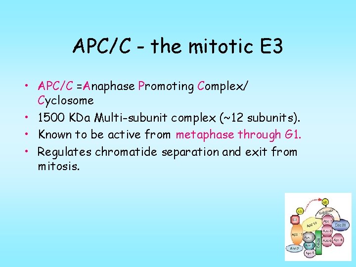 APC/C - the mitotic E 3 • APC/C =Anaphase Promoting Complex/ Cyclosome • 1500