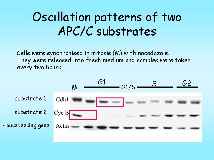 Oscillation patterns of two APC/C substrates Cells were synchronised in mitosis (M) with nocodazole.