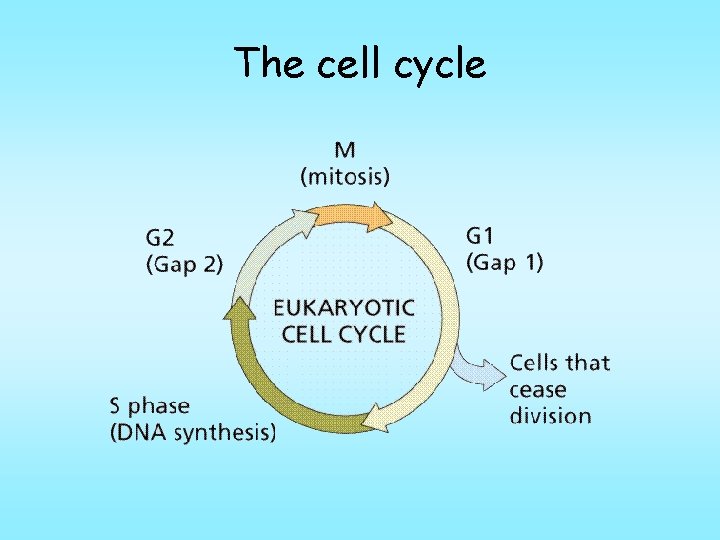 The cell cycle 
