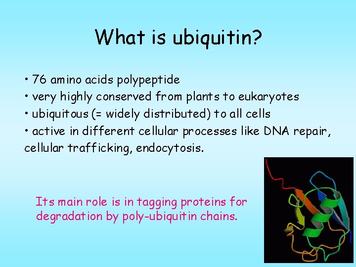 What is ubiquitin? • 76 amino acids polypeptide • very highly conserved from plants
