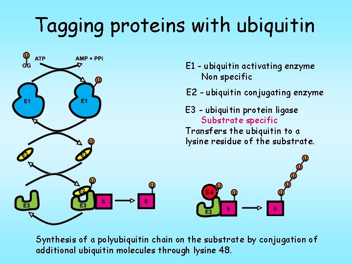 Tagging proteins with ubiquitin E 1 - ubiquitin activating enzyme Non specific E 2