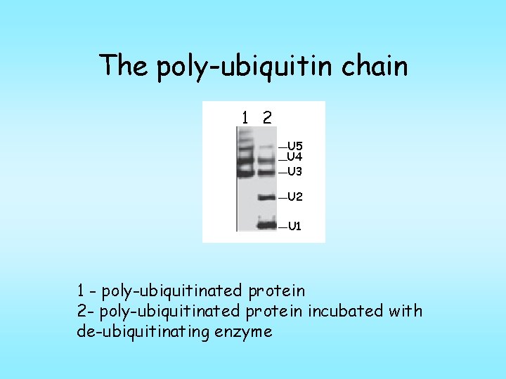 The poly-ubiquitin chain 1 2 U 5 U 4 U 3 U 2 U