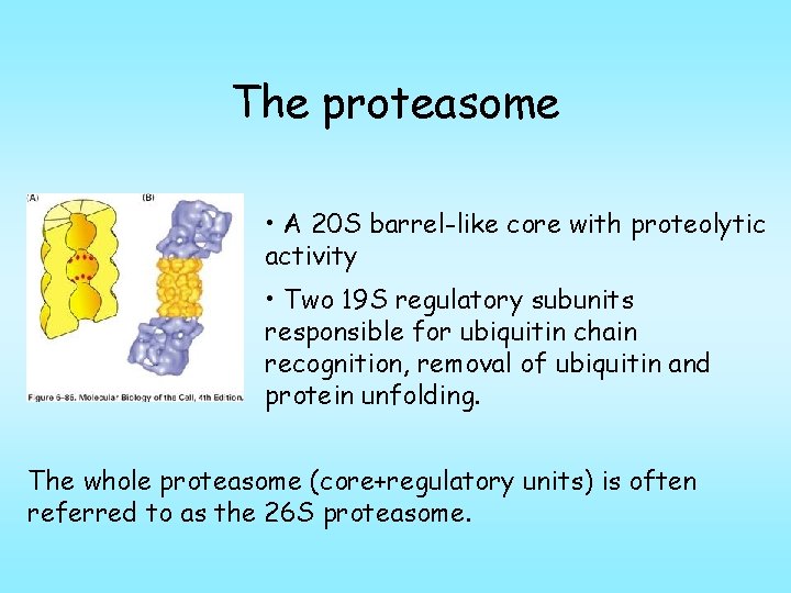 The proteasome • A 20 S barrel-like core with proteolytic activity • Two 19