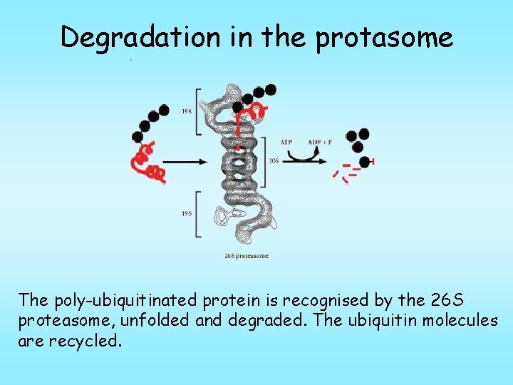 Degradation in the protasome The poly-ubiquitinated protein is recognised by the 26 S proteasome,