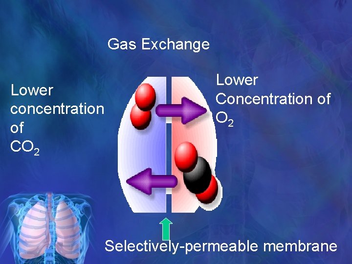 Gas Exchange Lower concentration of CO 2 Lower Concentration of O 2 Selectively-permeable membrane