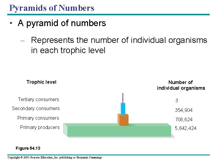 Pyramids of Numbers • A pyramid of numbers – Represents the number of individual